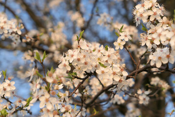 Plum tree blossom, spring flowers.