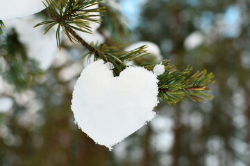 Snowball in the form of a heart on a pine branch. Wonders of nature. Winter picture. Close-up.