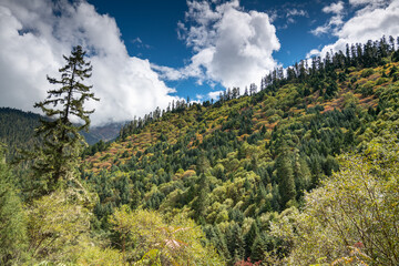 landscape with trees and clouds