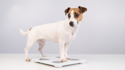 Dog jack russell terrier stands on the scales on a white background. 