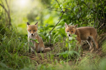 Two red fox, vulpes vulpes, looking to the camera in forest in spring. Orange cubs sitting in fresh woodland in springtime. Little mammals watching in green environment.