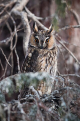 long-eared owl, asio otus, sitting among branches in a tree and looking into camera. Wild bird of prey staring with large orange eyes in vertical composition. Animal wildlife in nature.