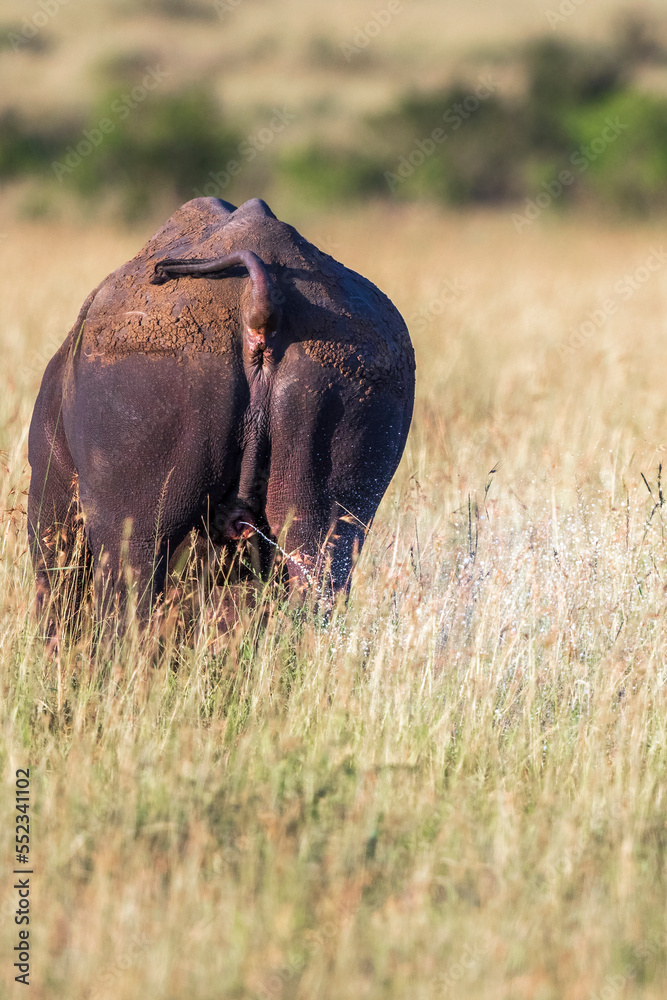 Sticker Black Rhino that peeing the savannah