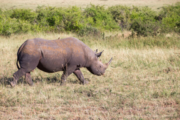 Obraz premium Black rhinoceros walking at the african savanna