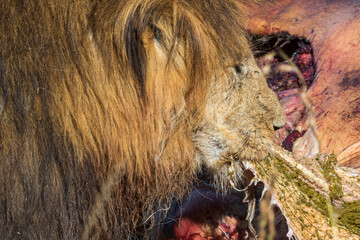 Naklejka premium Male Lion eating from a dead animal