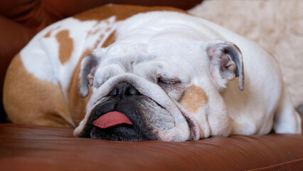 Funny english bulldog sleeps on the couch at home stuck out his tongue. The concept of pets and...