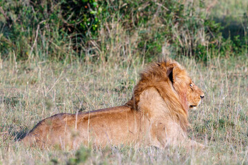 Male lion lying and watching