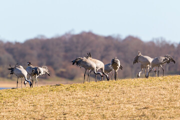 Cranes picking food from the ground