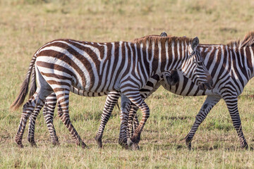 Wandering zebras on the African savannah