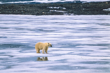 Polar bear on the ice at the coast