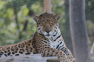 beau léopard asiatique de l'Amour faisant la sieste, Panthera pardus orientalis