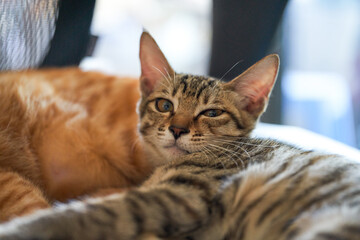 Cute pet cat Chinese pastoral cat raised in the family