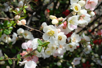 Japanese quince in full blooming