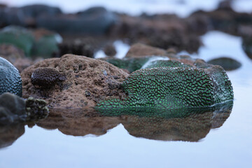 Shallow-water corals come out of the water at low tide.