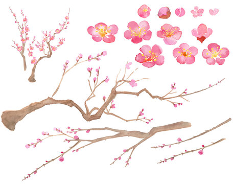 梅の花の水彩イラスト。紅梅。エレメントのセット（透過背景） 