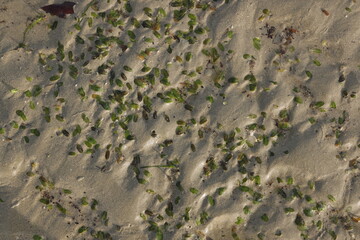 Sea grass on the sand at low tide.