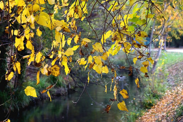 Colorful autumn leaves by the river. Selective focus.