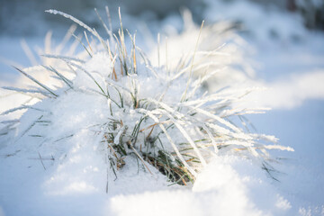 snow covered grass