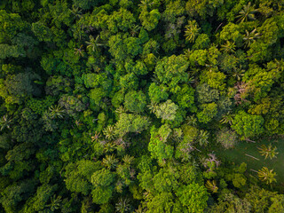 Naklejka premium Aerial view green tropical rain forest on mountain