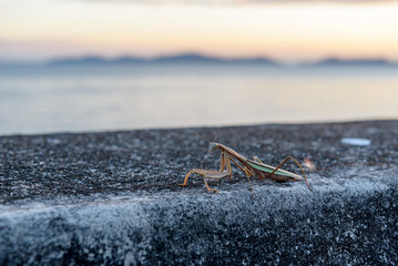 Mantis on a embankment along the coast
