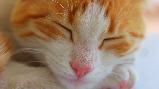 Sleeping orange cat close up footage	