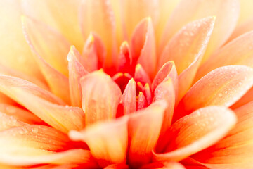 Blurred background of delicate dahlia in drops