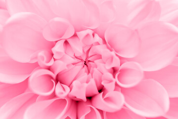 Naklejka premium Bright magenta dahlia close-up