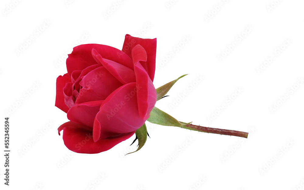 Poster red rose on transparent background