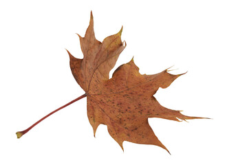 Fototapeta premium leaf whit the color of fall