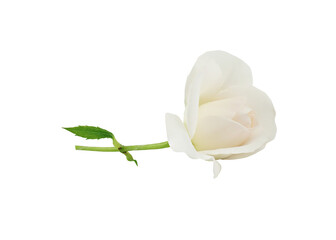 white rose on transparent background