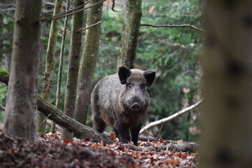 Wildschwein im Wald