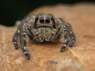 jumping spider