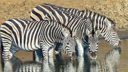 Fototapeta na wymiar Zebra's Three Together Drinking Waterhole Wildlife Wilderness Close Up Frontal View Photo