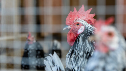 rooster cockerel behind wire mesh fence