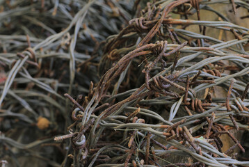 a roll of rusty barbed wire.
