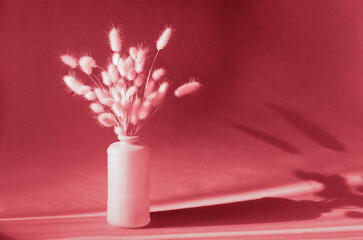 Interior still life in trendy viva magneta color 2023. Dry fluffy ears of lagurus in a vase with shadows and sunlight. Composition in a minimalistic style. 