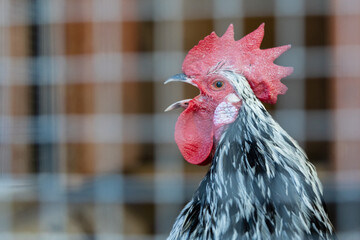 rooster cockerel behind wire mesh fence