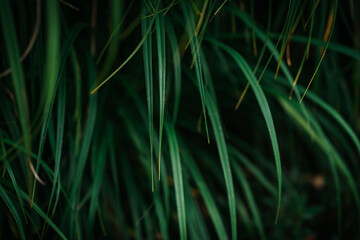 abstract green grass