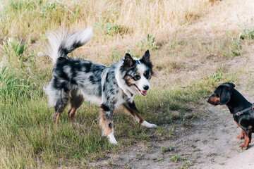 A dog of the Australian Shepherd breed plays with a dachshund.