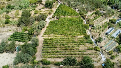 Foto op Plexiglas Italy, Liguria, Cinque Terre , drone aerial view of Framura a sea village -  typical vineyard for the production of wine overlooking the sea - terraces for the cultivation of vines in the mountains © andrea