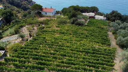 Italy, Liguria, Cinque Terre , drone aerial view of Framura a sea village -  typical vineyard for the production of wine overlooking the sea - terraces for the cultivation of vines in the mountains - obrazy, fototapety, plakaty