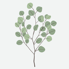 Freehand drawing of Eucalyptus branch.