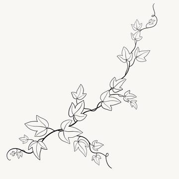 Floral ivy drawing decorative ornament flat design.