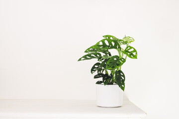Monstera Monkey Mask or Obliqua or Adansoni in a white pot on a white table, home gardening and minimal home decor concept
