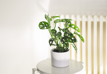 Plakat Monstera Monkey Mask or Obliqua or Adansoni in a white pot in the room, home gardening and minimal home decor concept