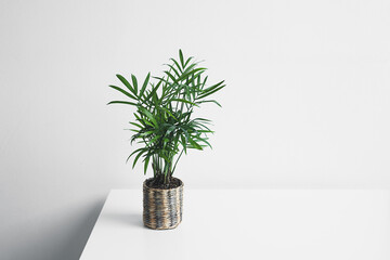 Young plant of Chamaedorea in a wicker pot on a white table, home gardening and minimal home decor concept