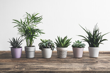 Fototapeta premium Different home plants on the old wooden table - home gardening and connecting with nature concept