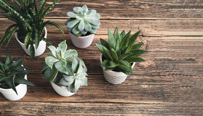 Different succulent plants on the old wooden table - home gardening and connecting with nature concept