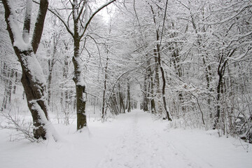Alley covered in snow in the park on a winter morning