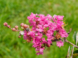 flowering of lagerstroemia indica in the park close-up